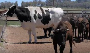 knickers the biggest cow Size comparison