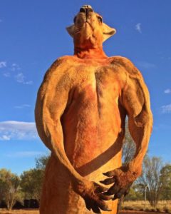 Roger the ripped Kangaroo Chest