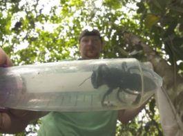 Clay Bolt found and photographed the world's biggest bee alive