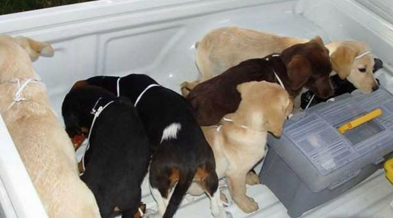 puppies used as drug mules