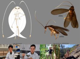 Cockroach Species Named Nocticola pheromosa after Pokémon Character
