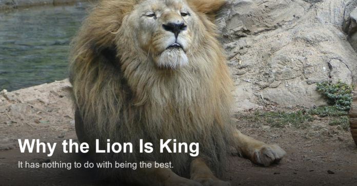 lion king courage mindset